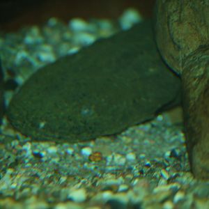 Hellbender