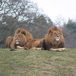 African Lions at Yorkshire WP, 22/02/13