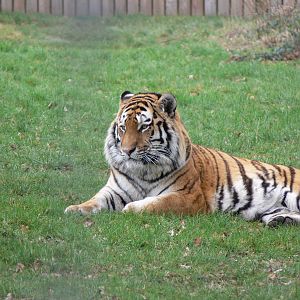 Amur Tiger at Yorkshire WP, 22/02/13