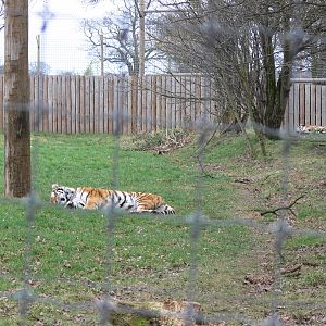 Amur Tigers at Yorkshire WP, 22/02/13