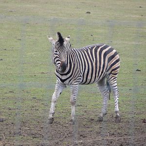 Chapman's Zebra at Yorkshire WP, 22/02/13