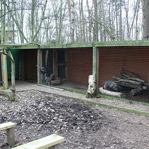 Raccoon Dog enclosure at Yorkshire WP, 22/02/13