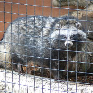 Raccoon Dog at Yorkshire WP, 22/02/13