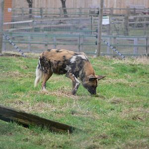 African Wild Dog at Yorkshire WP, 22/02/13