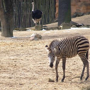 Grant's Zebra Foal at Hannover, 23/03/13