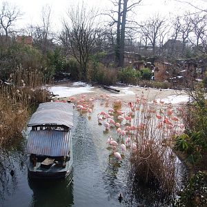 Boat Ride Flamingo Viewing at Hannover, 23/03/13