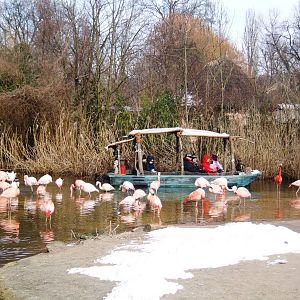 Boat Ride Flamingo Viewing at Hannover, 23/03/13