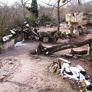 Rhino Paddocks at Hannover, 23/03/13