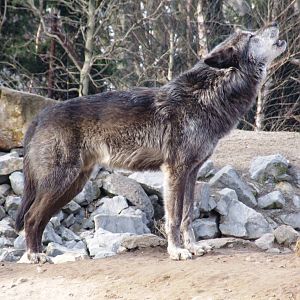 Mackenzie River Wolf at Hannover, 23/03/13