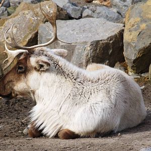 Woodland Caribou at Hannover, 23/03/13
