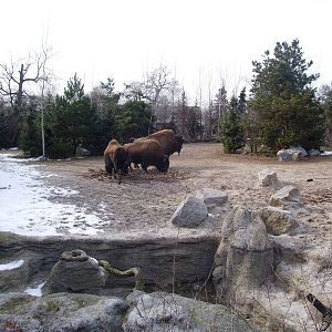 Wood Bison and Wild Turkey Paddock at Hannover, 23/03/13