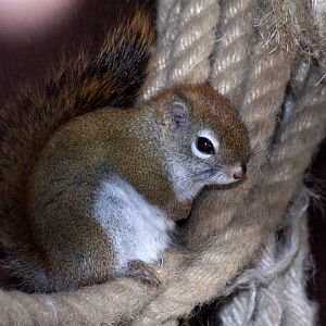 American Red Squirrel at Hannover, 23/03/13