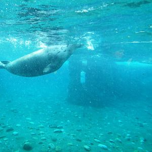 Pinniped Underwater Viewing at Hannover, 23/03/13