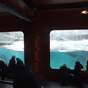 Pinniped Underwater Viewing at Hannover, 23/03/13