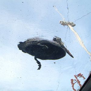 Pelican From Below at Hannover, 23/03/13