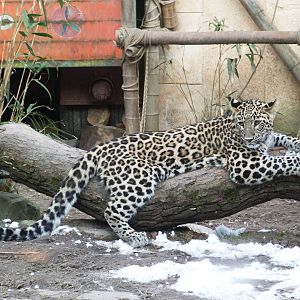 Persian Leopard at Hannover, 23/03/13