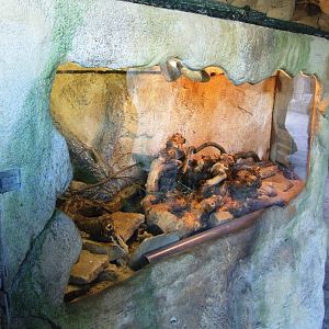 Steppe Lemming Enclosure at Bremerhaven, 24/03/13