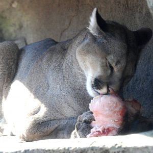 Chilean Puma at Bremerhaven, 24/03/13