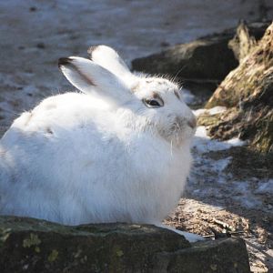 Mountain Hare at Bremerhaven, 24/03/13