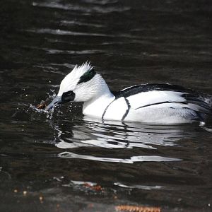 Smew at Bremerhaven, 24/03/13