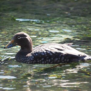 Flying Steamer Duck at Bremerhaven, 24/03/13