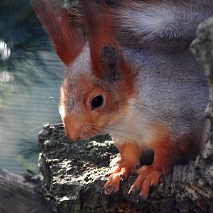 Siberian Red Squirrel at Bremerhaven, 24/03/13