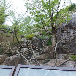 Asia Trail- Red Panda Exhibit