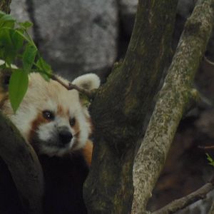 Asia Trail- Red Panda