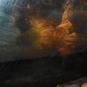 Asia Trail- Japanese Giant Salamander Exhibit