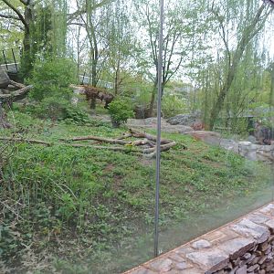 Asia Trail- Giant Panda Yard #2