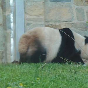 Asia Trail- Giant Panda