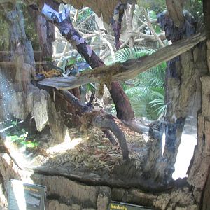 Tropics Trail Tenrec