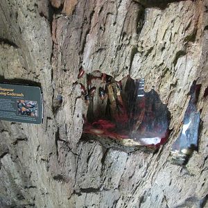 Tropics Trail Hissing Cockroach