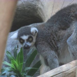 Tropics Trail Ring-tailed Lemur