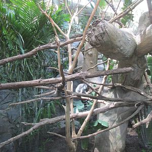 Tropics Trail Ring-tailed Lemur Exhibit