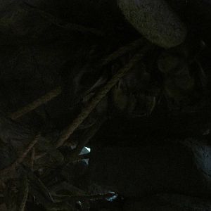 Tropics Trail Fruit Bats (if you can see them)