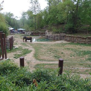 Elephant Trails- Elephant Exhibit