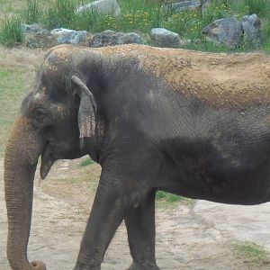 Elephant Trails- Asian Elephant