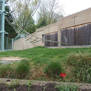 Great Apes- Outdoor Orangutan Exhibit