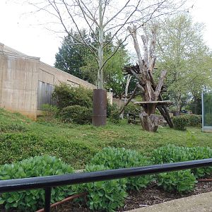 Great Apes- Outdoor Gorilla Exhibit