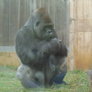 Great Apes- Silverback Gorilla