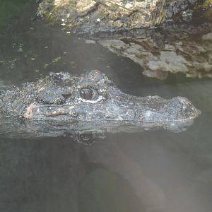 Reptile Discovery Center- Chinese Alligator