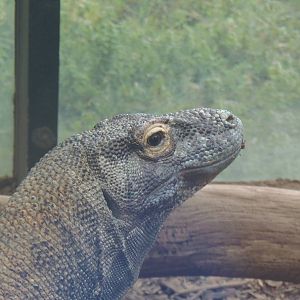 Reptile Discovery Center- Komodo Dragon