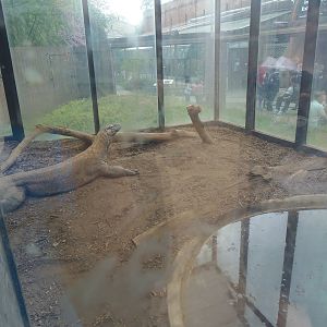 Reptile Discovery Center- Komodo Dragon Exhibit