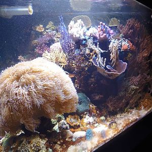 Invertebrates- Coral Exhibit