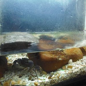 Invertebrates- Giant Land Crab Exhibit