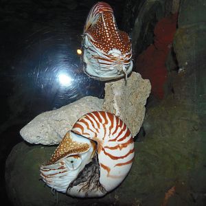 Invertebrates- Nautiluses