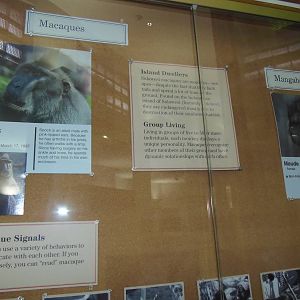 Think Tank- Macaque/Mangabey Exhibit
