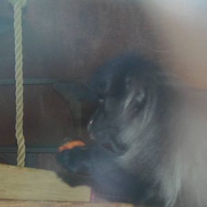 Think Tank- Gray-Cheeked Mangabey