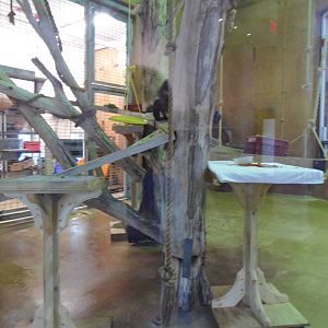 Think Tank- Macaque/Mangabey Indoor Exhibit